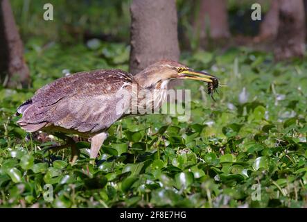 Amerikanische Seeschwalbe (Botaurus lentiginosus) auf der Jagd nach Krebsen, Brazos Bend State Park, Texas, USA. Stockfoto