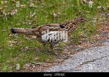 Friendly Ruffed Grouse Crossing the Road Stockfoto