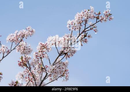 Kirschbaum im April, Stadt Isehara, Präfektur Kanagawa, Japan. In voller Blüte. Stockfoto