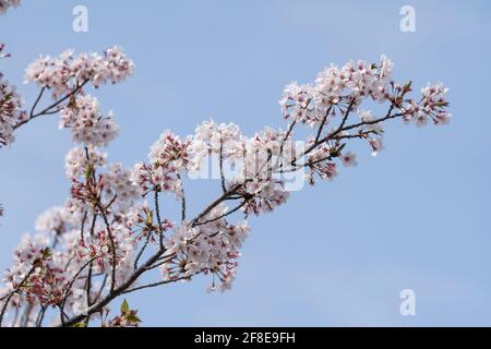 Kirschbaum im April, Stadt Isehara, Präfektur Kanagawa, Japan. In voller Blüte. Stockfoto