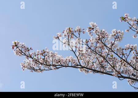 Kirschbaum im April, Stadt Isehara, Präfektur Kanagawa, Japan. In voller Blüte. Stockfoto