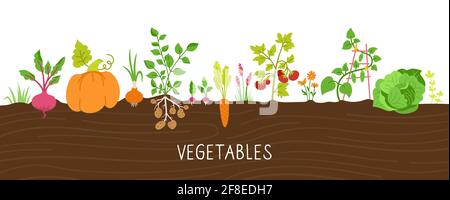Gemüse im Boden Cartoon-Set. Kürbis und Karotten, Kohl. Rüben, Radieschen, Kartoffeln und Gurken. Blumen und Zwiebeln wachsen im Boden. Wachsende, landwirtschaftliche Landwirtschaft Nahrungsmittelvektor Stock Vektor