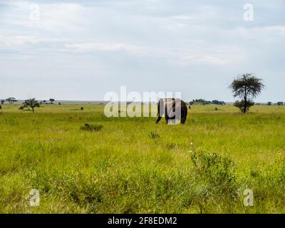 Serengeti-Nationalpark, Tansania, Afrika - 29. Februar 2020: Hinter einem Elefanten beim Gehen, Serengeti-Nationalpark Stockfoto
