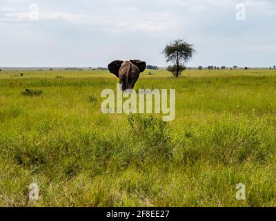 Serengeti-Nationalpark, Tansania, Afrika - 29. Februar 2020: Hinter einem Elefanten beim Gehen, Serengeti-Nationalpark Stockfoto