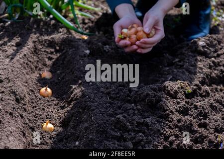 Junge Zwiebeln in den Händen des Gärtners vor dem Pflanzen. Stockfoto