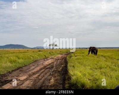 Serengeti-Nationalpark, Tansania, Afrika - 29. Februar 2020: Afrikanischer Elefant überquert den Feldweg des Serengeti-Nationalparks Stockfoto