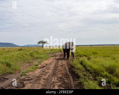 Serengeti-Nationalpark, Tansania, Afrika - 29. Februar 2020: Afrikanischer Elefant auf dem Feldweg des Serengeti-Nationalparks Stockfoto