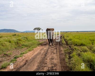 Serengeti-Nationalpark, Tansania, Afrika - 29. Februar 2020: Afrikanischer Elefant auf dem Feldweg des Serengeti-Nationalparks Stockfoto