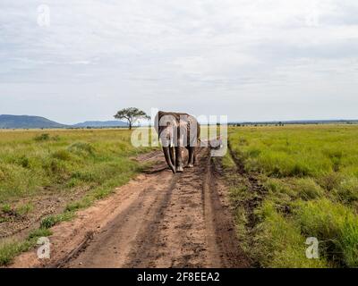 Serengeti-Nationalpark, Tansania, Afrika - 29. Februar 2020: Afrikanischer Elefant auf dem Feldweg des Serengeti-Nationalparks Stockfoto