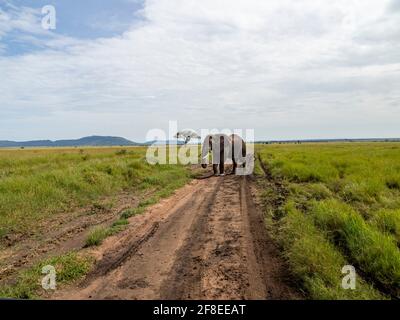 Serengeti-Nationalpark, Tansania, Afrika - 29. Februar 2020: Afrikanischer Elefant auf dem Feldweg des Serengeti-Nationalparks Stockfoto