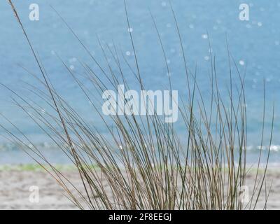Pflanzen wachsen im Sand am Strand gesehen Schließen Sie das Meer im Hintergrund Stockfoto