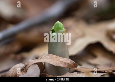 Mayapple Plant im Frühling auftauchend Stockfoto