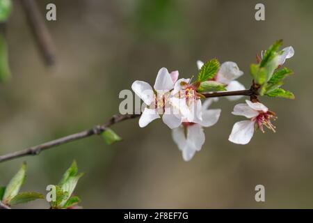Nanking Kirschblüten im Frühling Stockfoto
