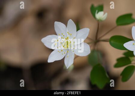 Rue Anemone Blumen im Frühling Stockfoto
