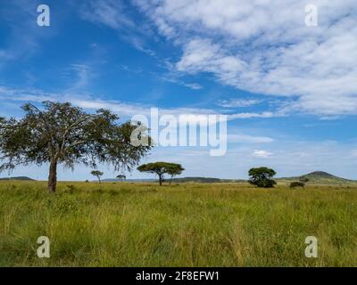 Serengeti-Nationalpark, Tansania, Afrika - 29. Februar 2020: Akazienbaum steht allein auf der Savannah im Serengeti-Nationalpark Stockfoto