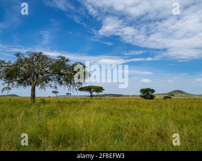 Serengeti-Nationalpark, Tansania, Afrika - 29. Februar 2020: Akazienbaum steht allein auf der Savannah im Serengeti-Nationalpark Stockfoto