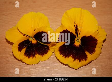 Gelbe Stiefmütterchen Blume Familie violaceae Nahaufnahme Hintergrund Auslösung modern Hochwertige Großformatdrucke Stockfoto