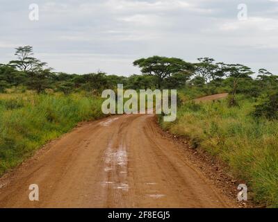Serengeti-Nationalpark, Tansania, Afrika - 29. Februar 2020: Unbefestigte Straße durch den Serengeti-Nationalpark Stockfoto