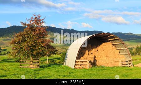 Eine halbrunde Wellblechscheune voller Heuballen auf einem Bauernhof in der Region Waikato, Neuseeland Stockfoto