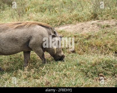 Nahaufnahme von Warthog-Roaming im Lake Nakuru National Park, Kenia Stockfoto