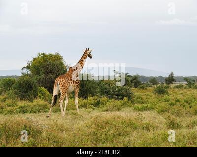 Rothschilds Giraffen durchstreifen die afrikanische Savanne im Lake Nakuru, Kenia, Afrika Stockfoto