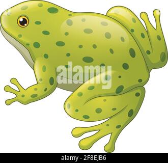 Vektor-Illustration von Grün gefleckten Frosch isoliert auf weißem Hintergrund Stock Vektor