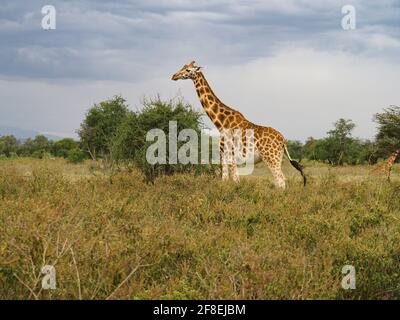 Rothschilds Giraffen durchstreifen die afrikanische Savanne im Lake Nakuru, Kenia, Afrika Stockfoto