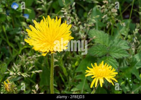 Löwenzahn (Taraxacum), Isehara City, Präfektur Kanagawa, Japan Stockfoto