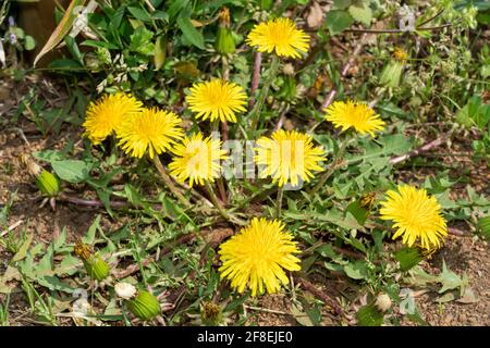 Löwenzahn (Taraxacum), Isehara City, Präfektur Kanagawa, Japan Stockfoto