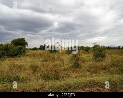 Rothschilds Giraffen durchstreifen die afrikanische Savanne im Lake Nakuru, Kenia, Afrika Stockfoto