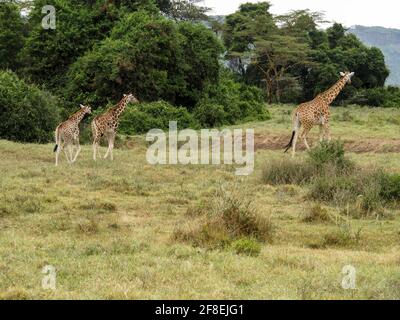 Rothschilds Giraffen durchstreifen die afrikanische Savanne im Lake Nakuru, Kenia, Afrika Stockfoto