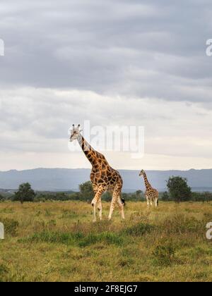 Rothschilds Giraffen durchstreifen die afrikanische Savanne im Lake Nakuru, Kenia, Afrika Stockfoto