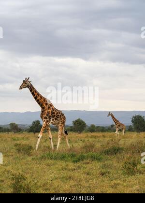 Rothschilds Giraffen durchstreifen die afrikanische Savanne im Lake Nakuru, Kenia, Afrika Stockfoto