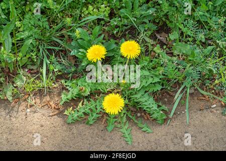 Löwenzahn (Taraxacum), Isehara City, Präfektur Kanagawa, Japan Stockfoto