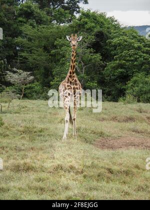 Rothschilds Giraffen durchstreifen die afrikanische Savanne im Lake Nakuru, Kenia, Afrika Stockfoto