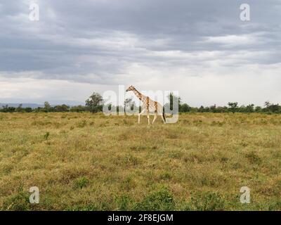 Rothschilds Giraffen durchstreifen die afrikanische Savanne im Lake Nakuru, Kenia, Afrika Stockfoto