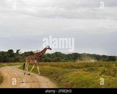 Rothschilds Giraffen durchstreifen die afrikanische Savanne im Lake Nakuru, Kenia, Afrika Stockfoto