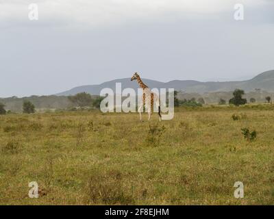 Rothschilds Giraffen durchstreifen die afrikanische Savanne im Lake Nakuru, Kenia, Afrika Stockfoto