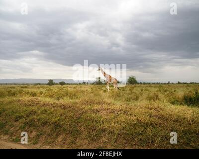 Rothschilds Giraffen durchstreifen die afrikanische Savanne im Lake Nakuru, Kenia, Afrika Stockfoto