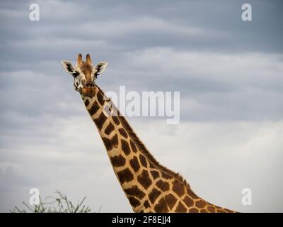 Rothschilds Giraffen durchstreifen die afrikanische Savanne im Lake Nakuru, Kenia, Afrika Stockfoto