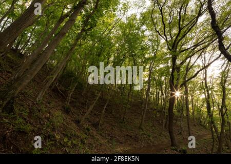 Sonnenuntergang im Bergwald, Stadt Isehara, Präfektur Kanagawa, Japan Stockfoto