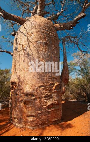 Adansonia rubrostipa, allgemein bekannt als fony baobab, ist ein Laubbaum der Malvaceae-Familie. Aufgenommen im Südwesten Madagaskars. Stockfoto