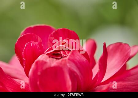Nahaufnahme der roten Blume, die im Gewächshaus vor dem Hintergrund wächst Von Feld Stockfoto