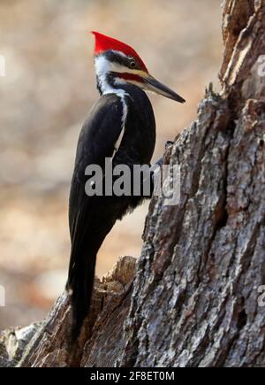 Pileated Specht Portrait sitzt auf einem Baumstamm in den Wald, Quebec, Kanada Stockfoto