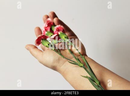 Die Hände der Frau mit Blumen, die durch ihre Finger verwickelt sind. Nahaufnahme schöne anspruchsvolle weibliche Hände mit Blumen. Romantik-Konzept. Romantisch Stockfoto