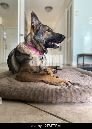 Seitenprofil eines schönen reinrassigen deutschen Schäferhundes. Stockfoto