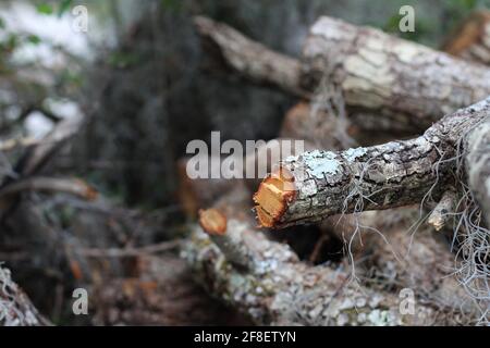 Dicker Baumzweig in zwei Hälften geschnitten. Baumrinde mit White Flux wächst um sie herum. Nahaufnahme Stockfoto