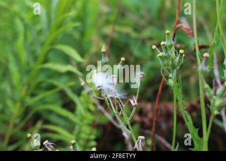 Allgemeine Erdselarten von Ragworts Senecio auch bekannt als alter Mann im Frühjahr, Kicherkraut, gemeine Butterblume, grimsel und Vogelsamen in Wiesenfeld Stockfoto