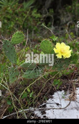 Eine einzelne Ostkiefernpfeibe, Gattung Opuntia humifusa, auch bekannt als Teufelszunge oder indische Feige. Gelbe stachelige Birnenblüten. Stockfoto