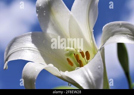 Die Makroaufnahme der weißen Osterlilie, die als Lilium longiflorum bekannt ist, hat eine ausdauernde Glühbirne mit großen weißen trompetenförmigen Blüten. Nasse Blütenblätter Stockfoto